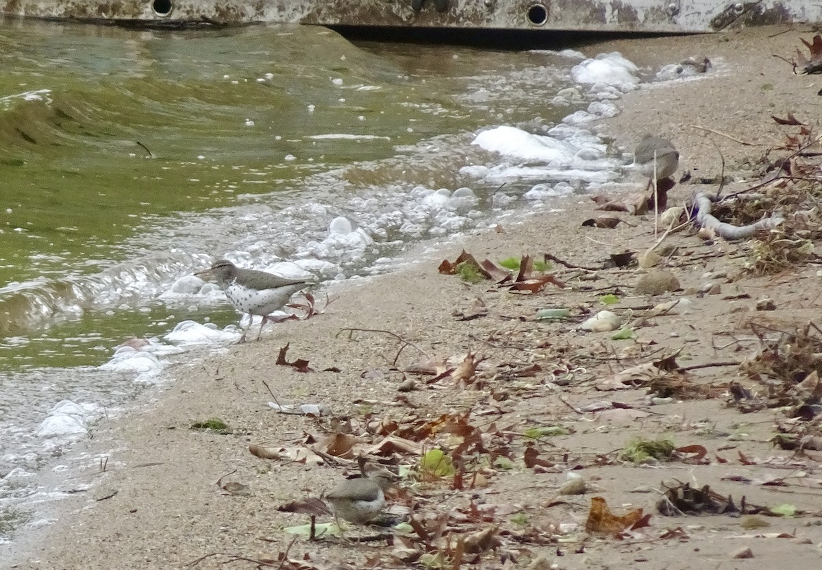 Spotted Sandpiper - ML636359343