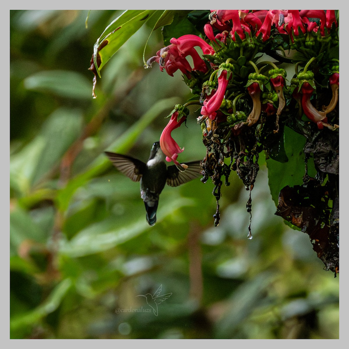 White-throated Daggerbill - ML636359360