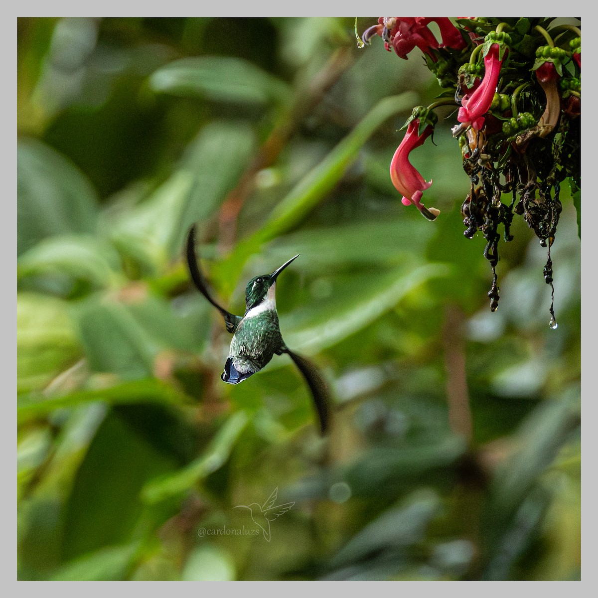 White-throated Daggerbill - ML636359363