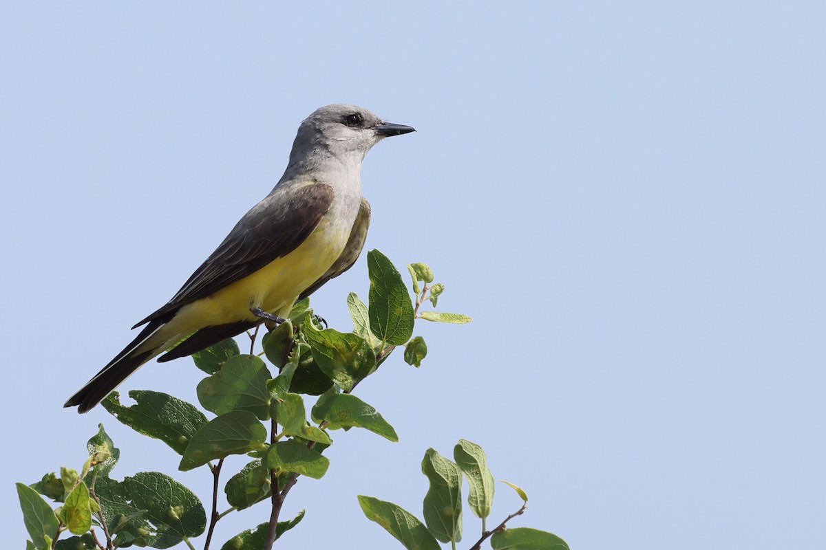 Western Kingbird - ML636359411