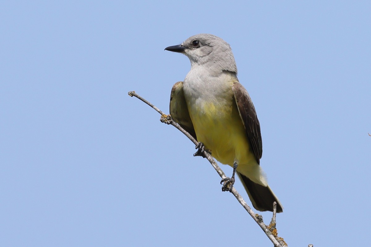 Western Kingbird - ML636359417