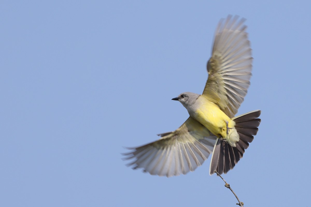 Western Kingbird - ML636359420