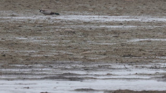 Playero Aliblanco (inornata) - ML636359503