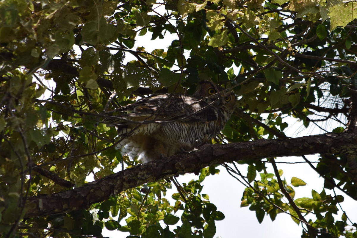 Great Horned Owl - ML63635961