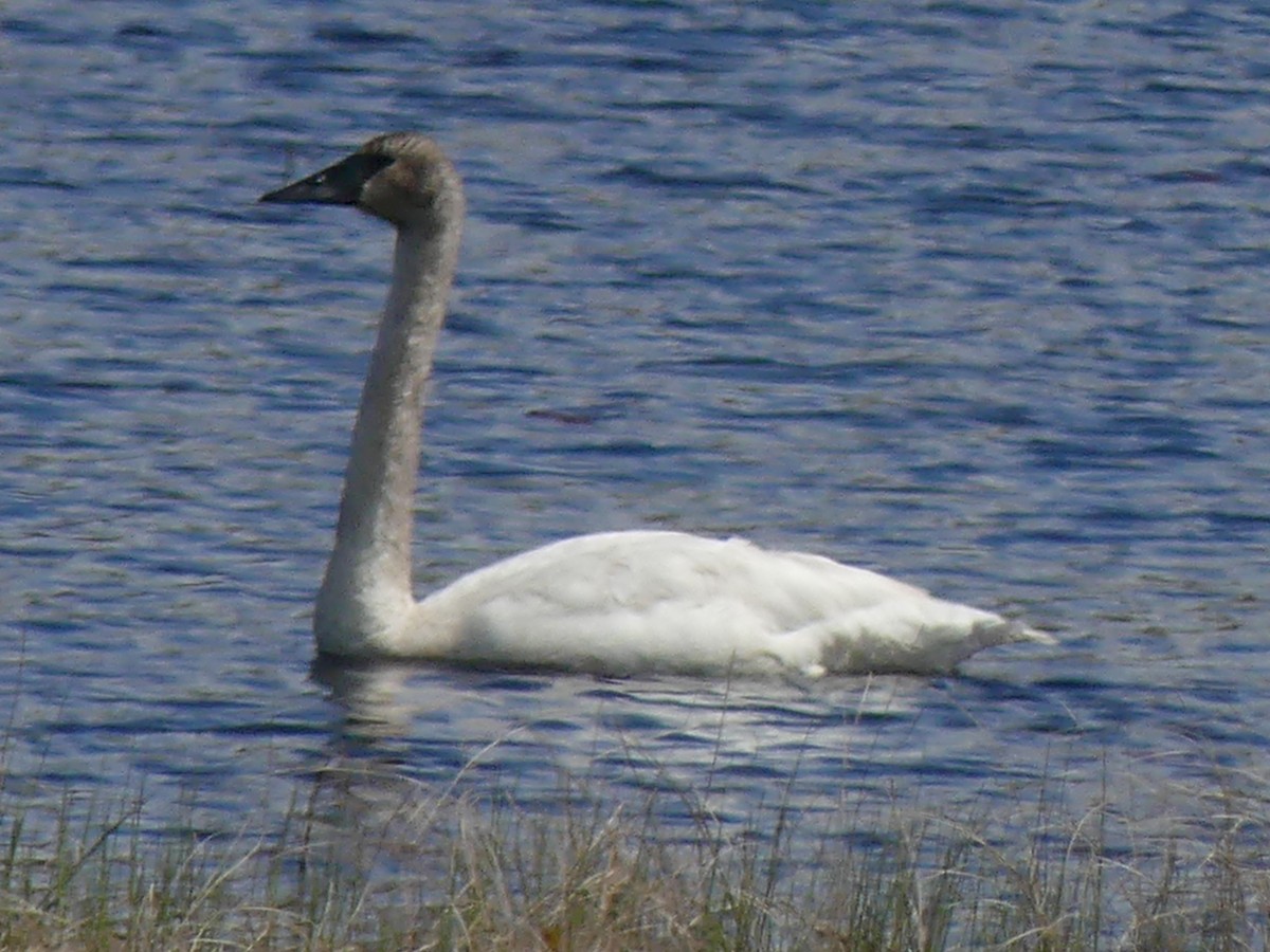 Trumpeter Swan - ML636359631