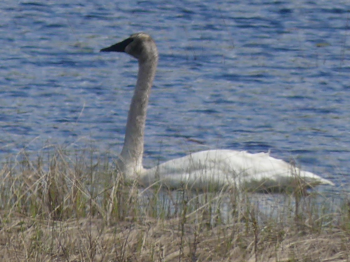 Trumpeter Swan - ML636359632