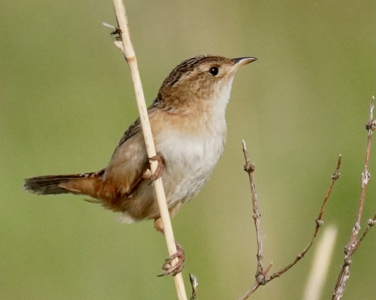Sedge Wren - ML636359651