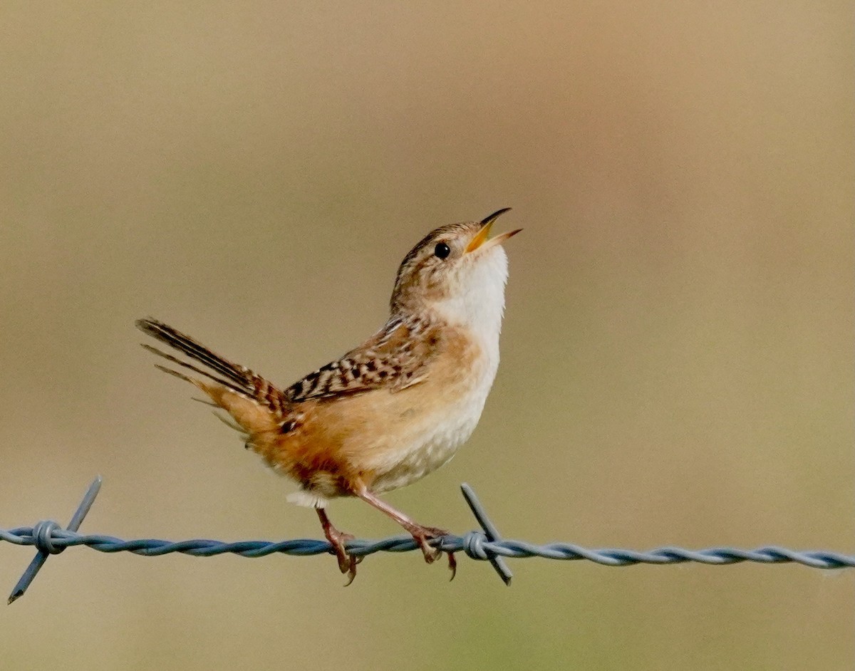 Sedge Wren - ML636359652
