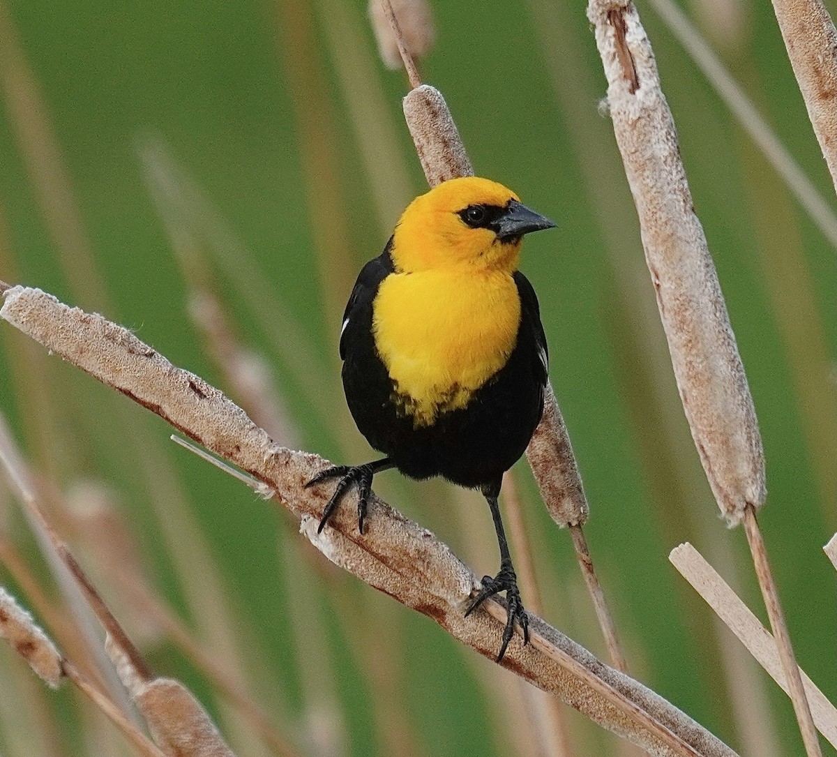 Yellow-headed Blackbird - ML636359941