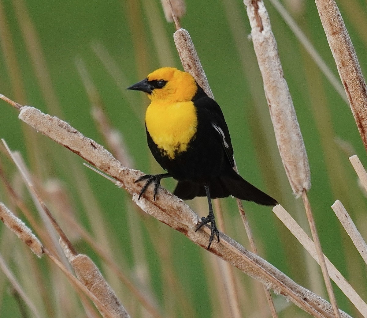 Yellow-headed Blackbird - ML636359942