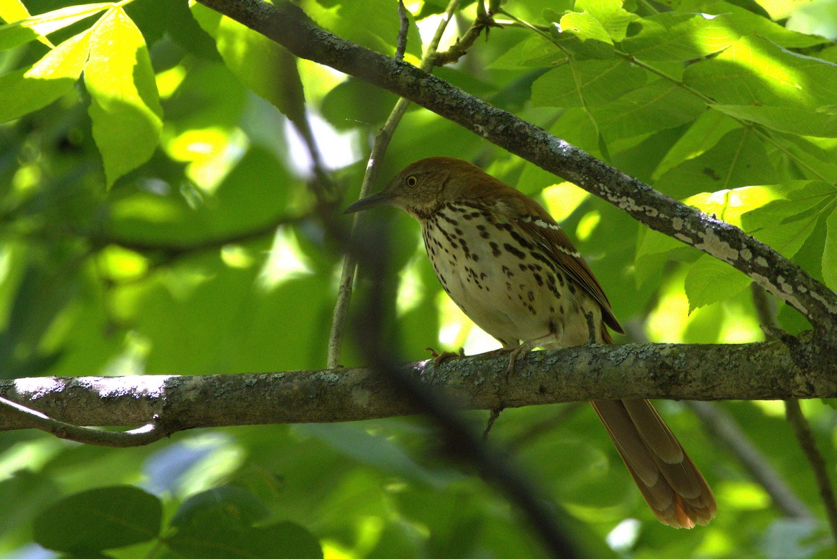 Brown Thrasher - ML636360044