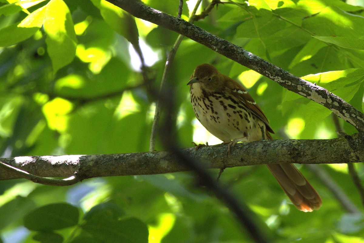 Brown Thrasher - ML636360045