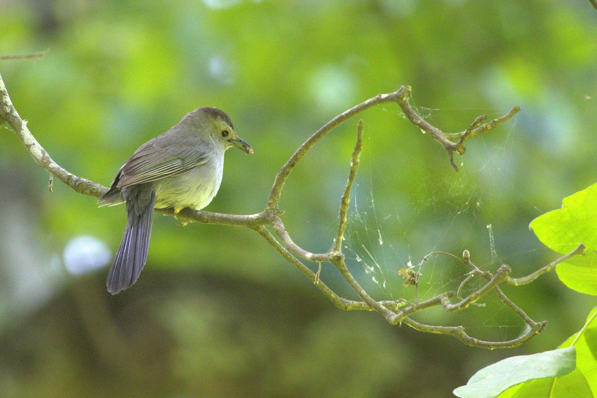 Gray Catbird - ML636360048