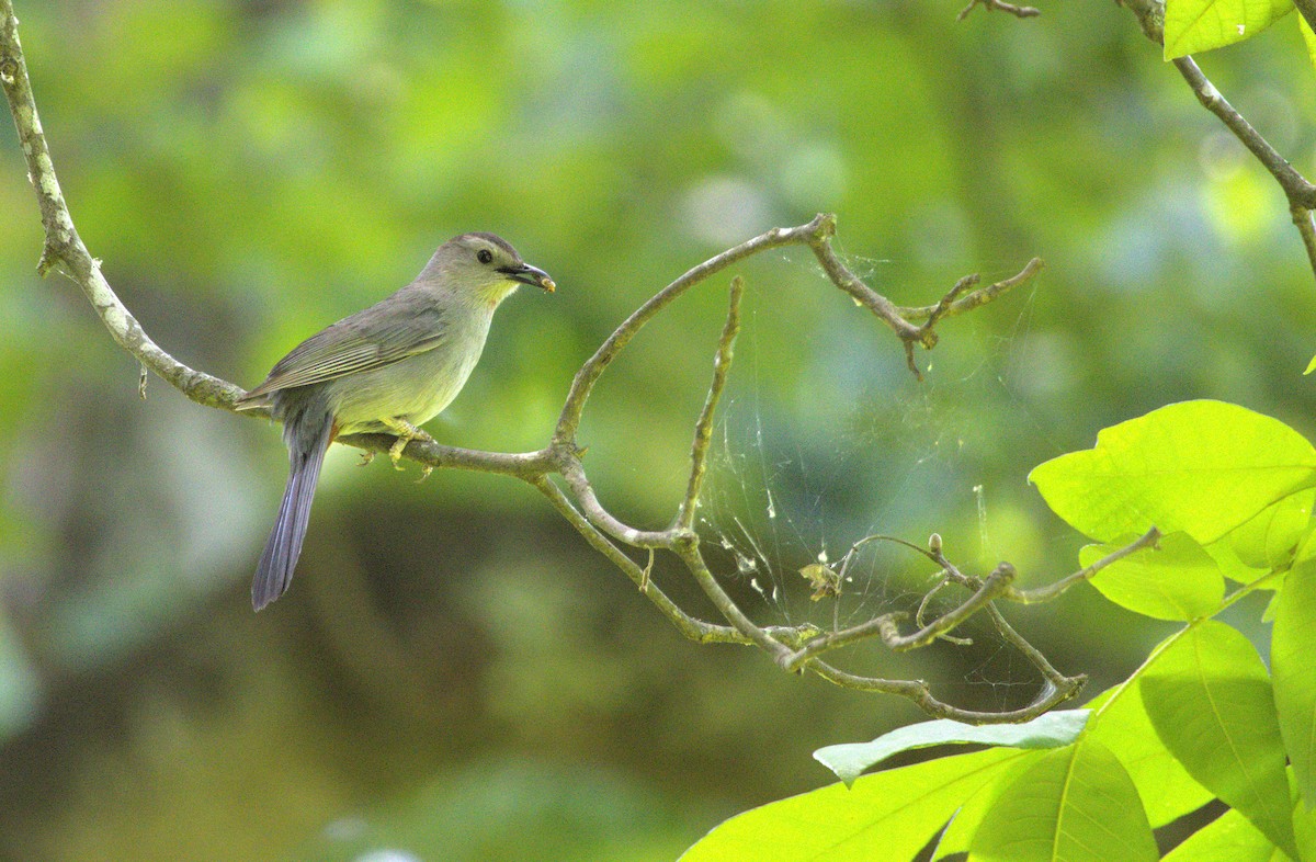 Gray Catbird - ML636360050