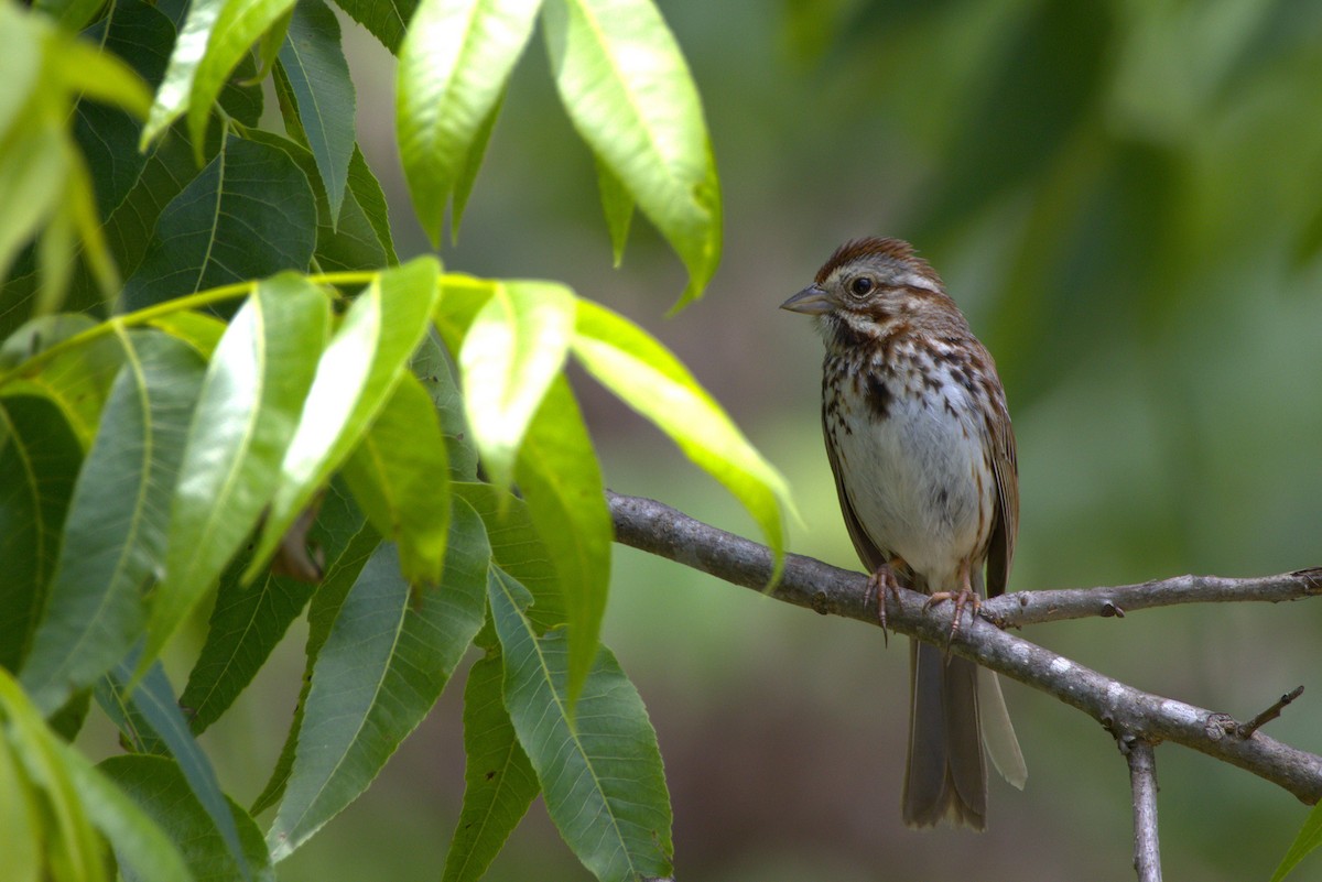 Song Sparrow - ML636360062