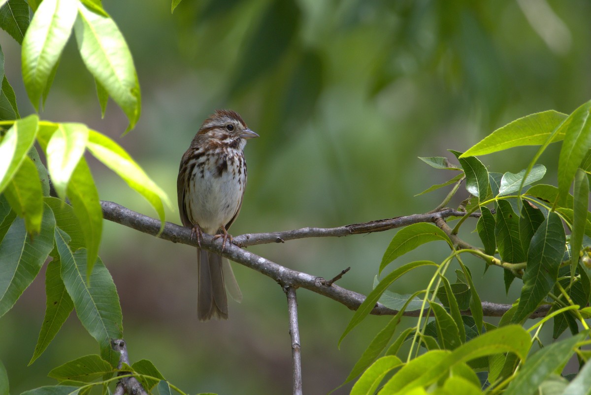 Song Sparrow - ML636360063