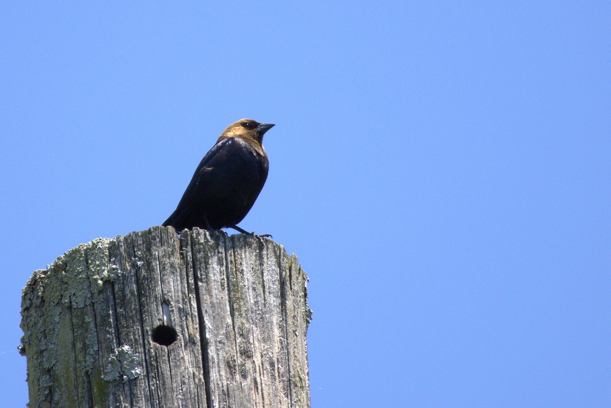 Brown-headed Cowbird - ML636360067