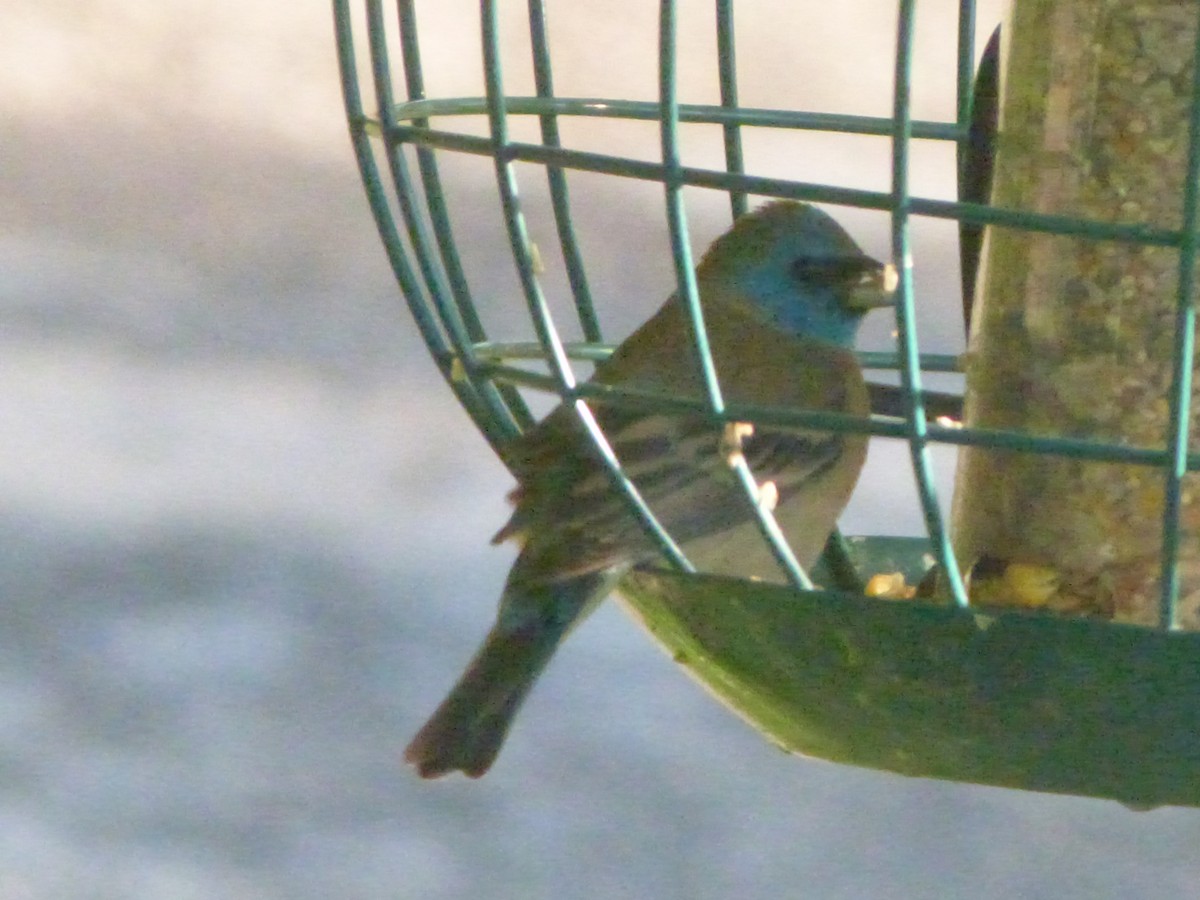 Lazuli Bunting - ML636360099