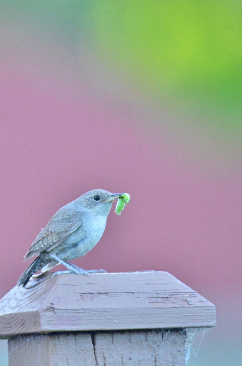 House Wren - ML63636011