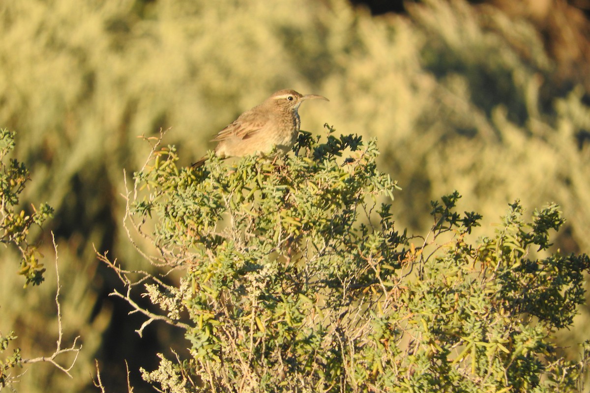 Scale-throated Earthcreeper - ML636360112