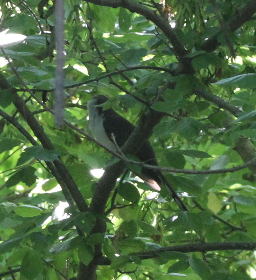 Yellow-billed Cuckoo - ML636360144