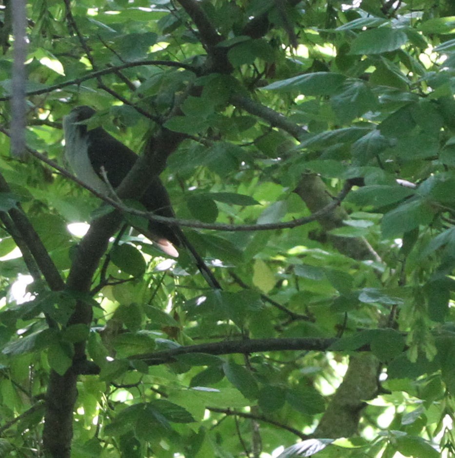 Yellow-billed Cuckoo - ML636360145