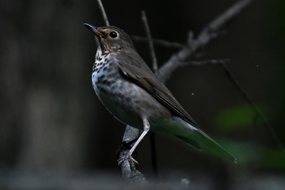 Swainson's Thrush - ML636360152