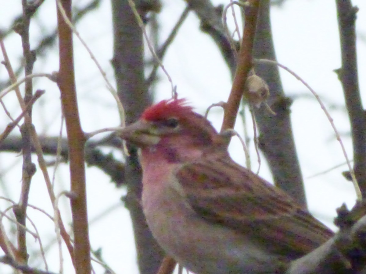 Cassin's Finch - ML636360166