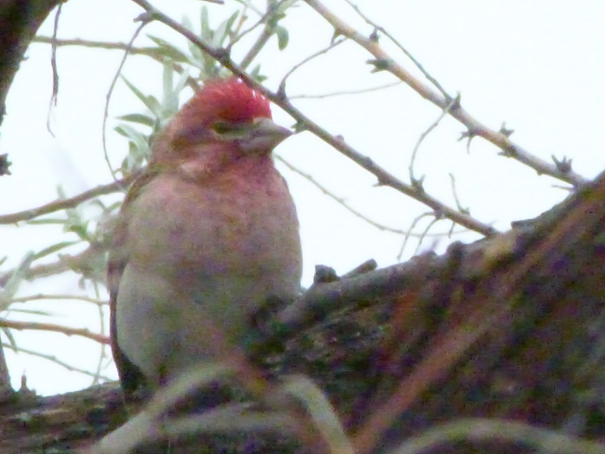 Cassin's Finch - ML636360185