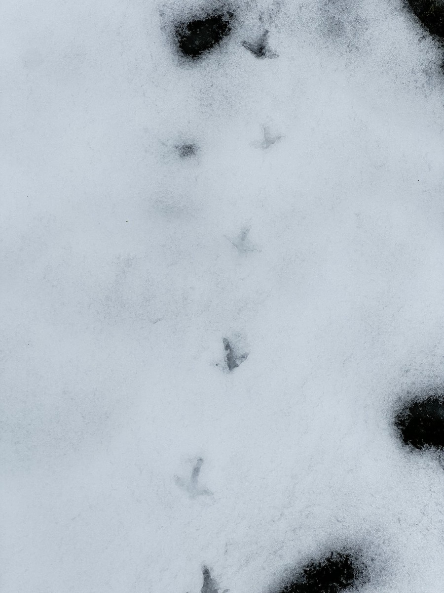 White-bellied Seedsnipe - ML636360186