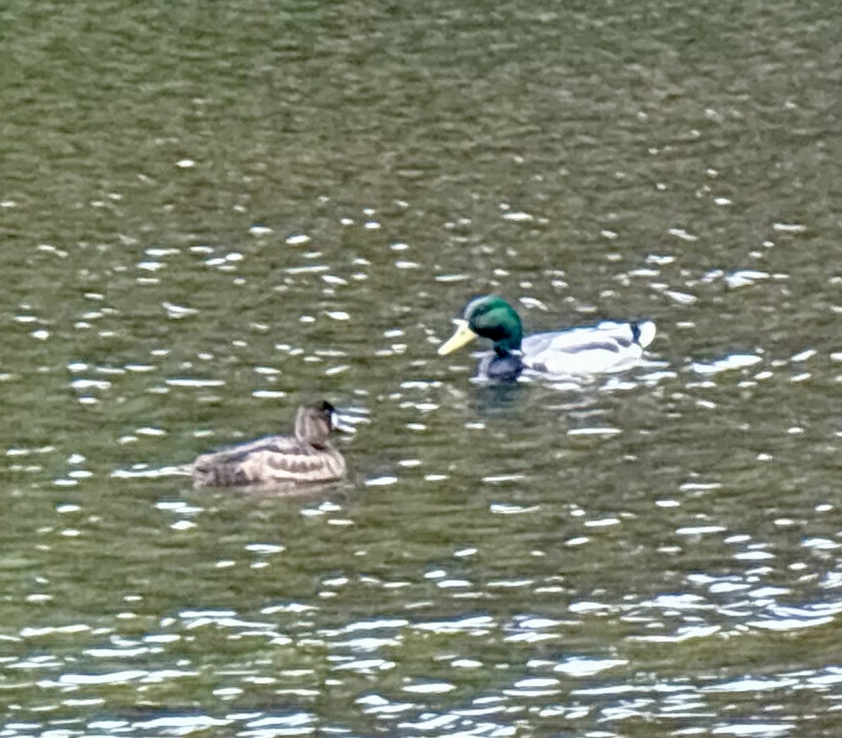 Greater Scaup - ML636360207