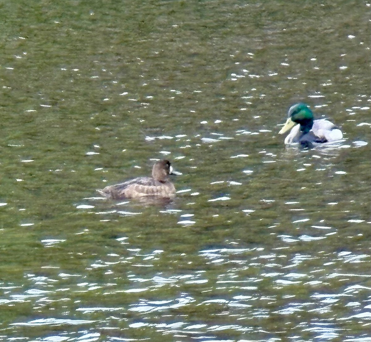 Greater Scaup - ML636360208