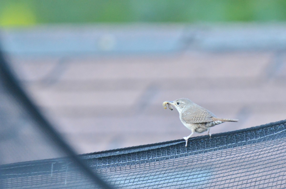 House Wren - ML63636021