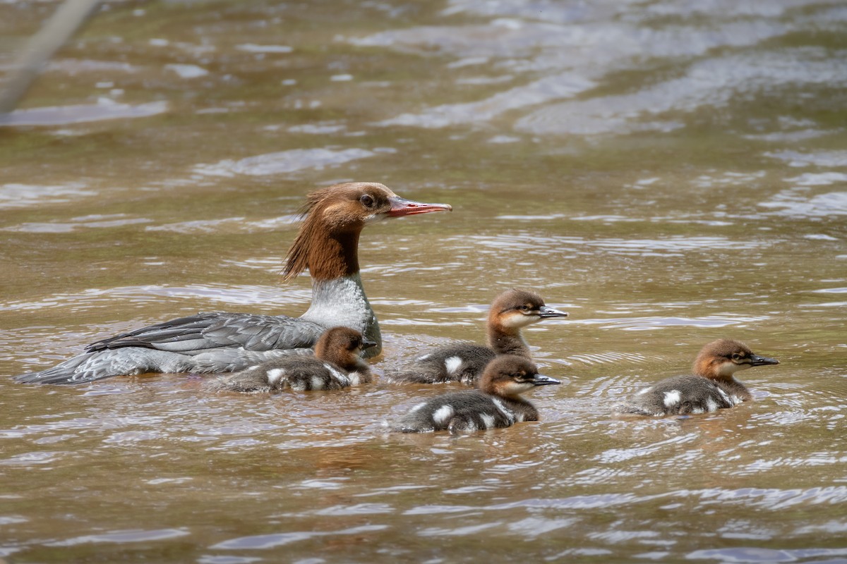 Common Merganser - ML636360243