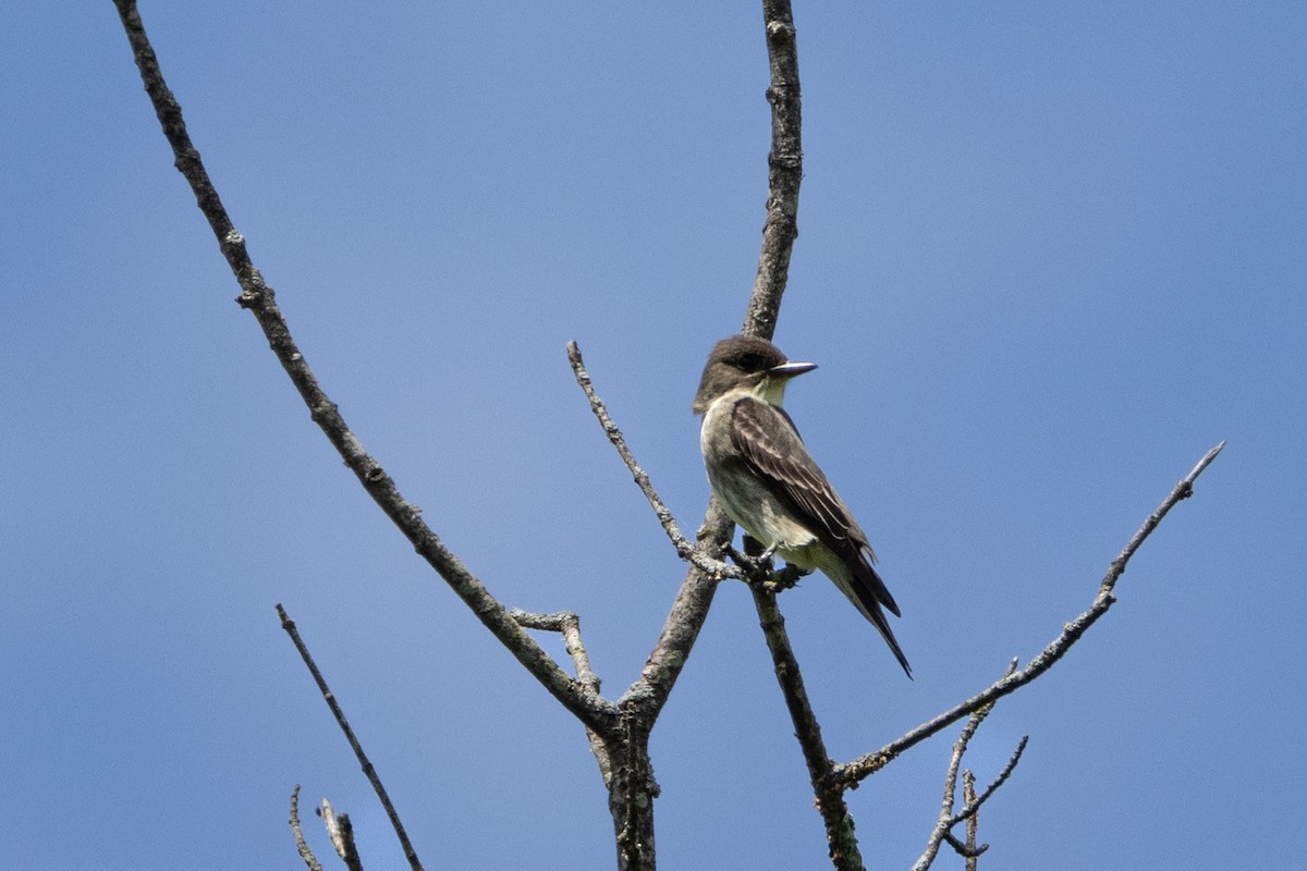 Olive-sided Flycatcher - ML636360245