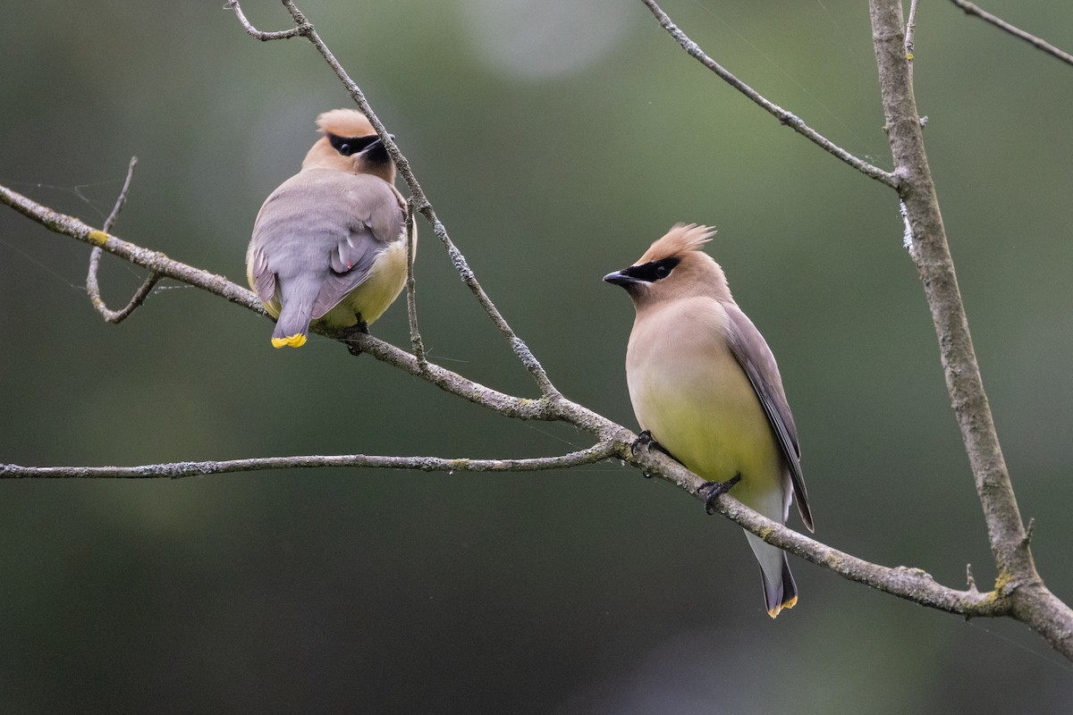Cedar Waxwing - ML636360253