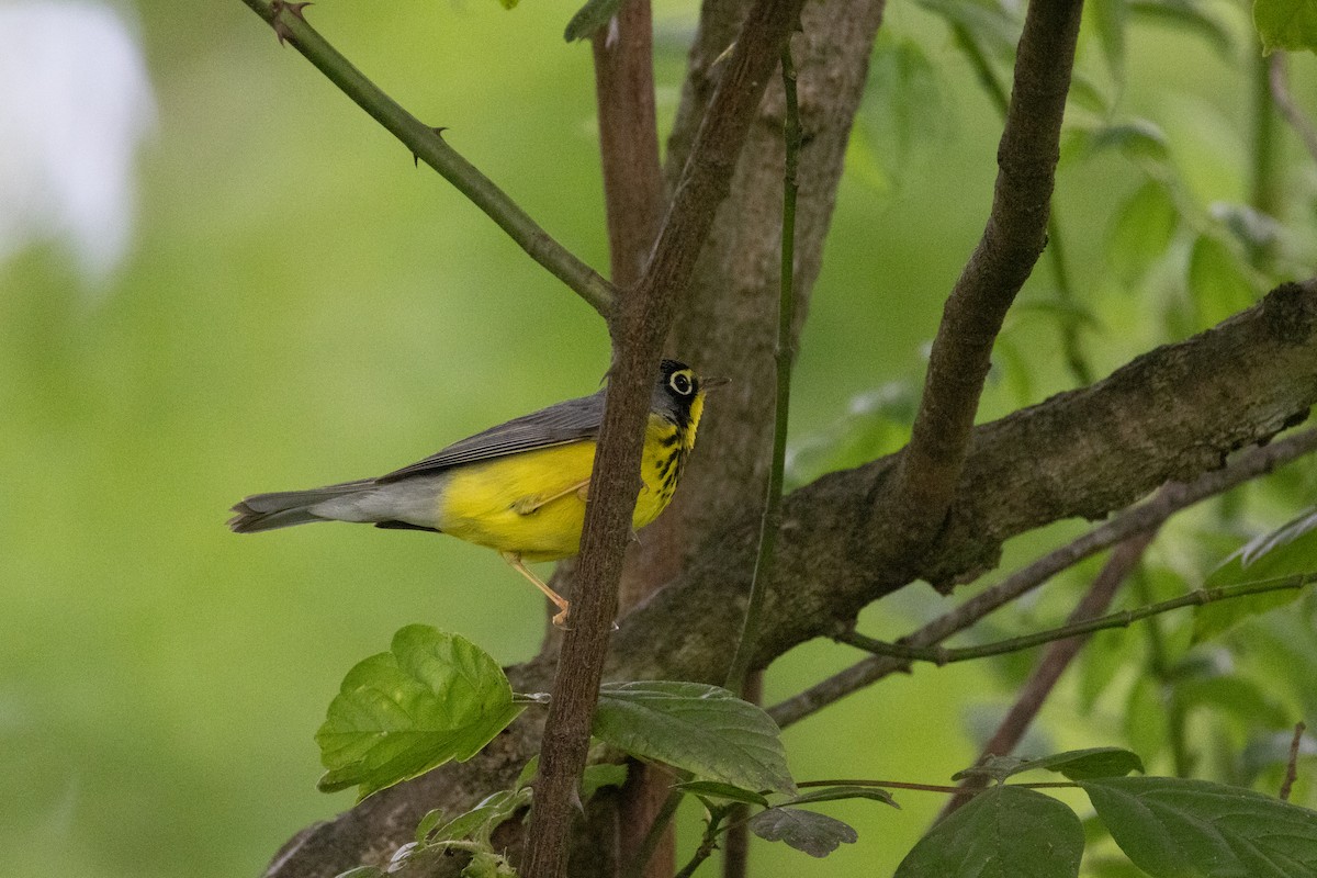 Canada Warbler - ML636360258
