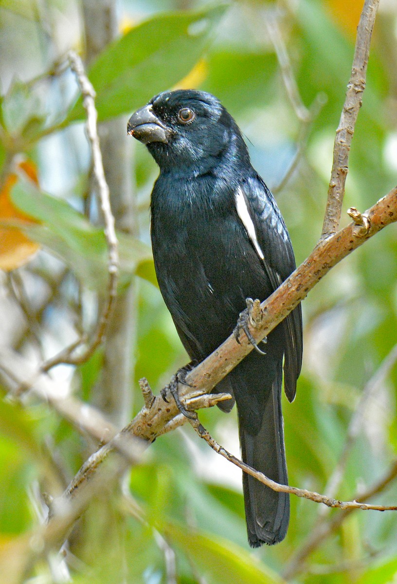 Cuban Bullfinch - ML636360398