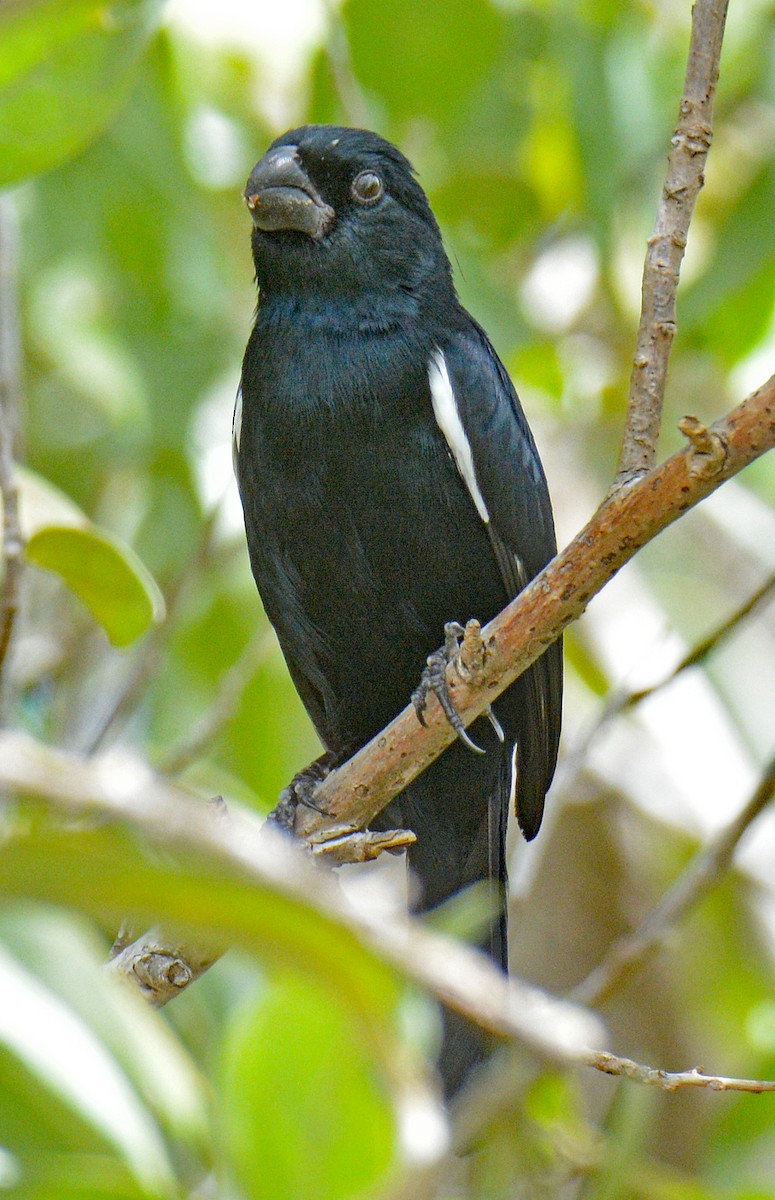 Cuban Bullfinch - ML636360399