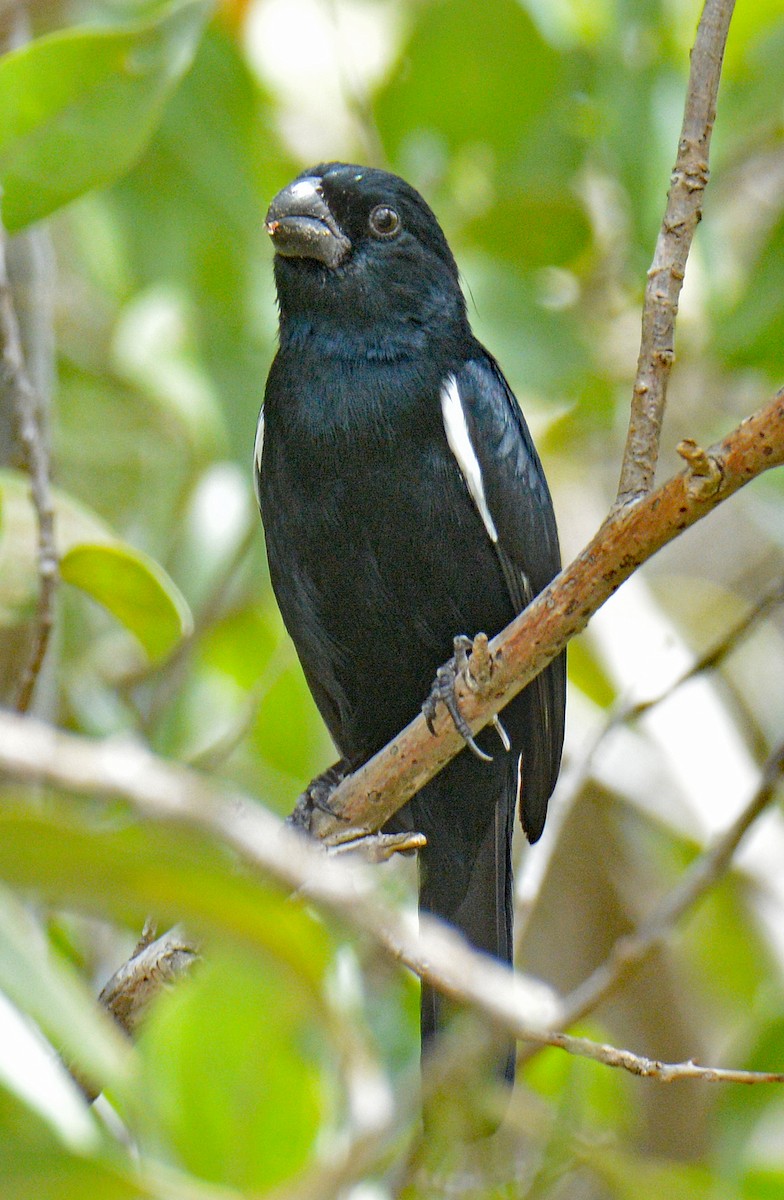 Cuban Bullfinch - ML636360400