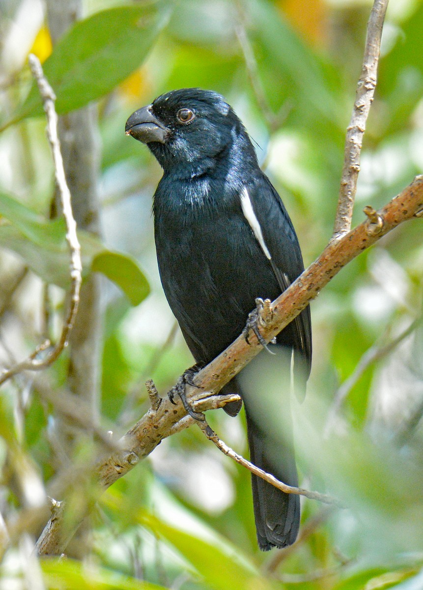 Cuban Bullfinch - ML636360401