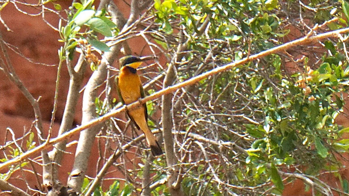 Ethiopian Bee-eater - ML636360429