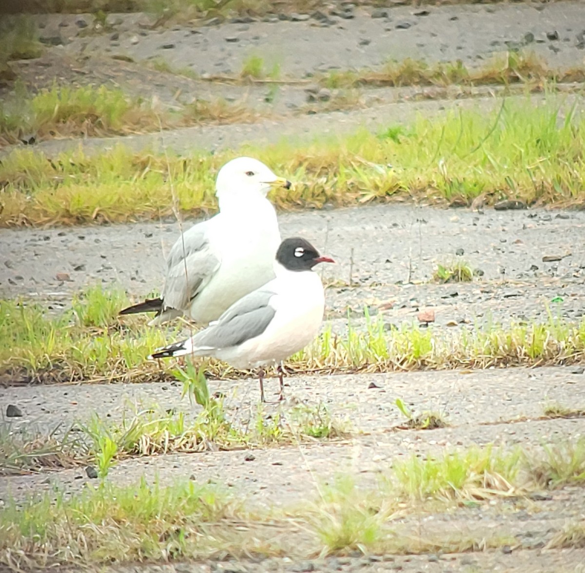 Franklin's Gull - ML636360434