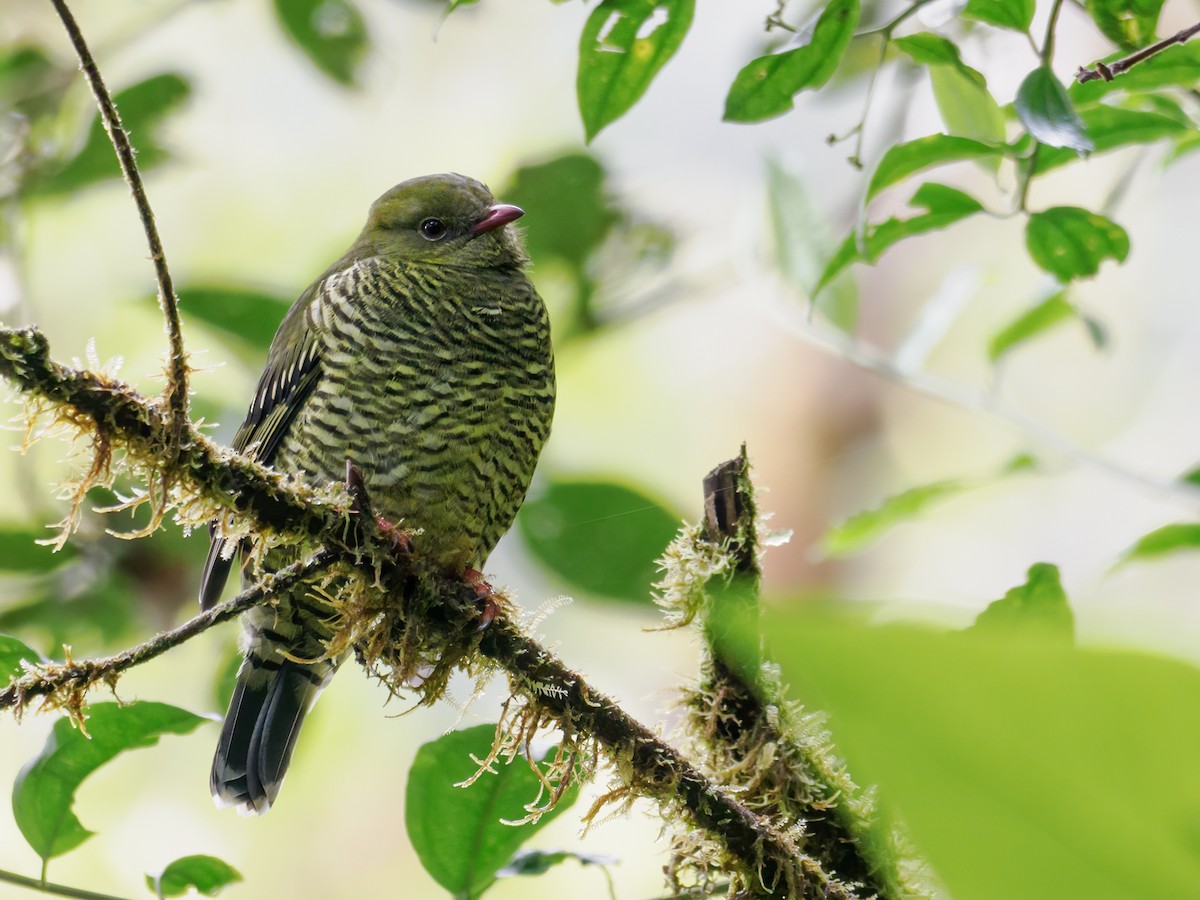 Barred Fruiteater - ML636360496