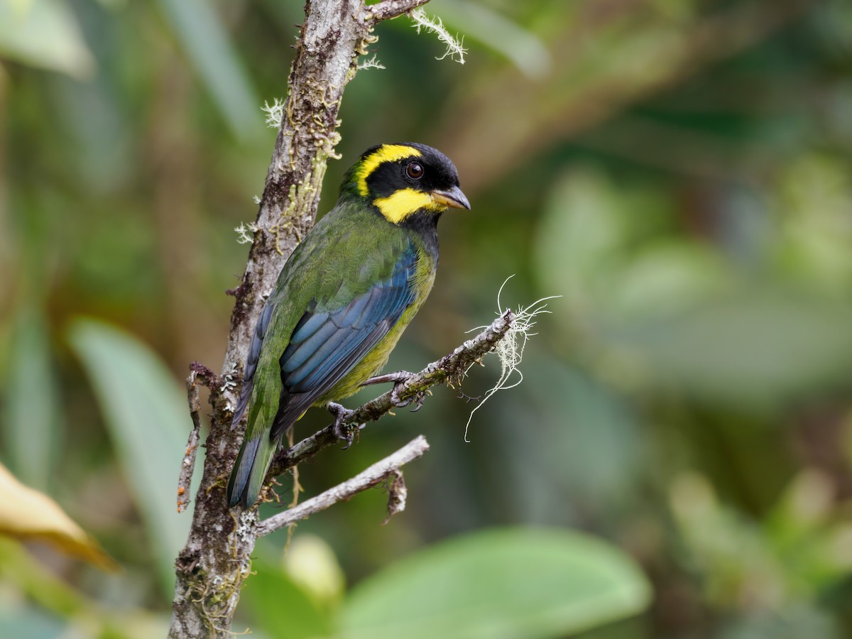 Gold-ringed Tanager - ML636360515
