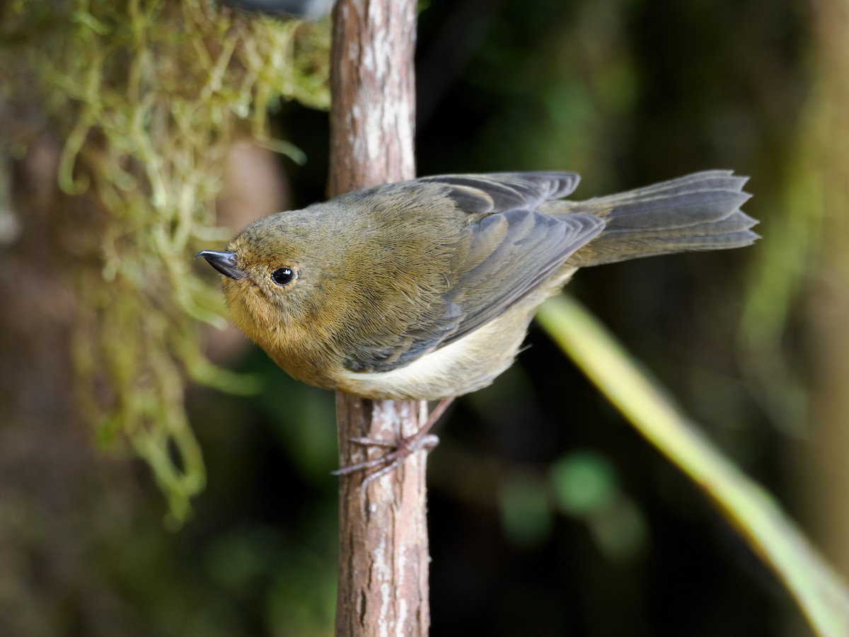 White-sided Flowerpiercer - ML636360526
