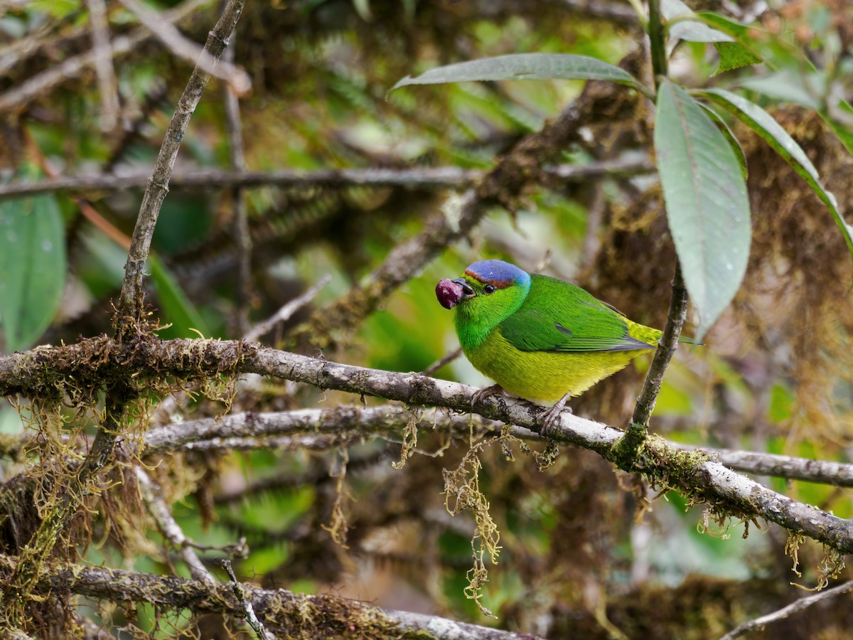 Chestnut-breasted Chlorophonia - ML636360571
