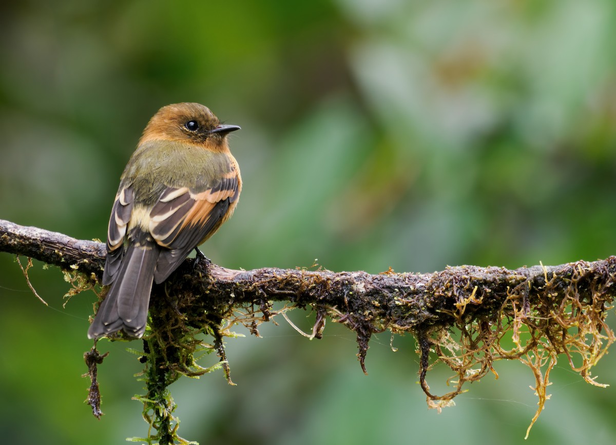 Cinnamon Flycatcher (Andean) - ML636360587