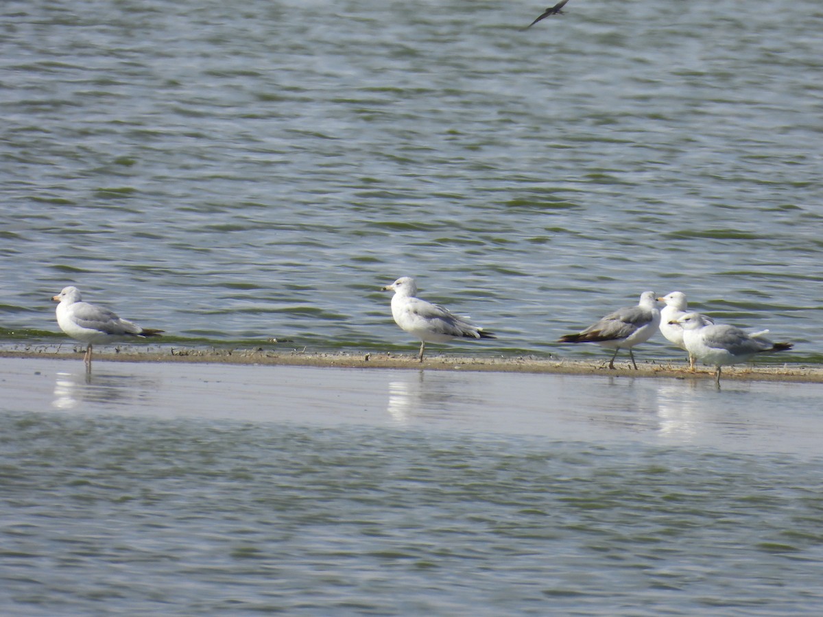 Ring-billed Gull - ML636360593