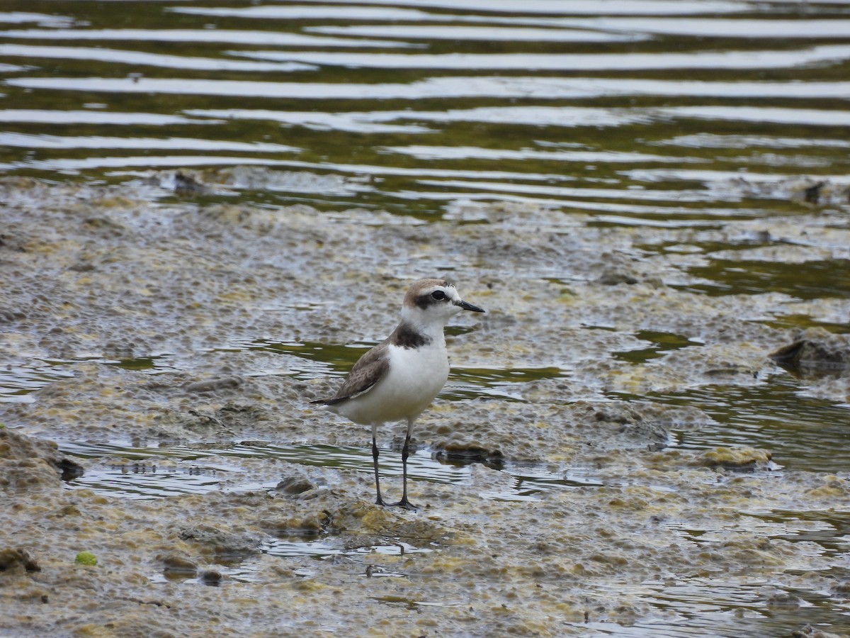 Kentish Plover - ML636360595